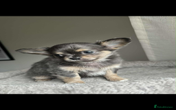Chihuahua dogs for sale: READY TO LEAVE SOON Tiny Blue Longhair Chihuahua  - Advert 9