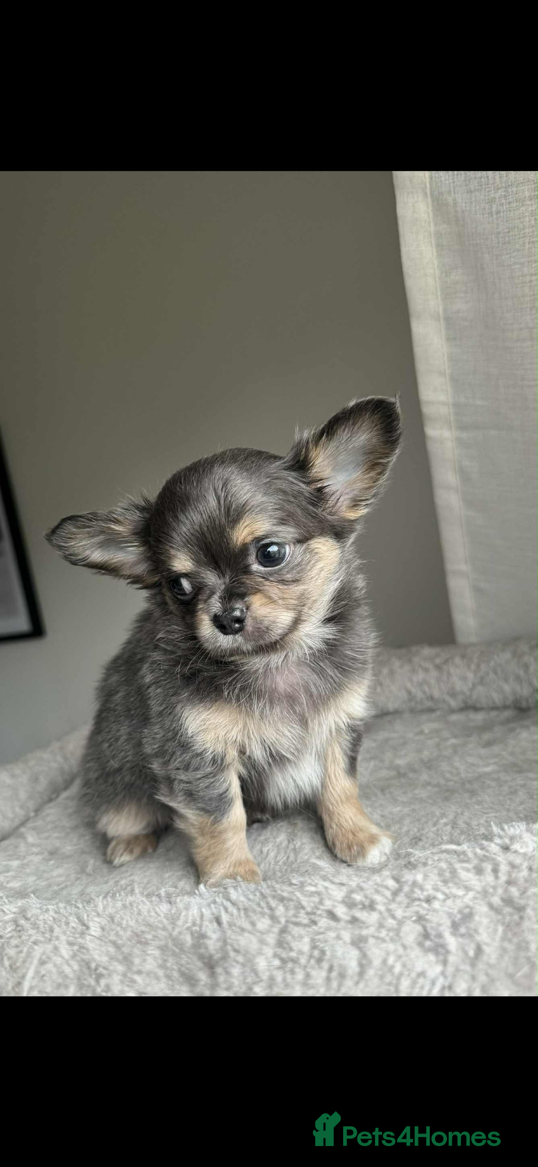Chihuahua dogs for sale: READY TO LEAVE SOON Tiny Blue Longhair Chihuahua  - Advert 9