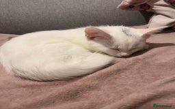 Khao Manee cats for sale: Rare khao Manee white kitten cute - Image 3