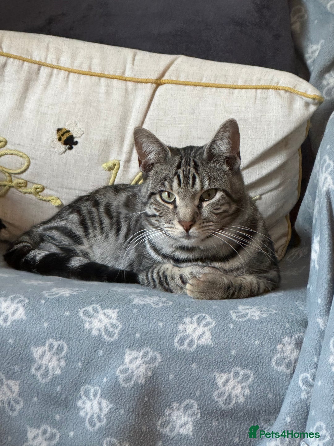 Mixed Breed cats for sale: Melanistic bengals/siamese’s    - Advert 3