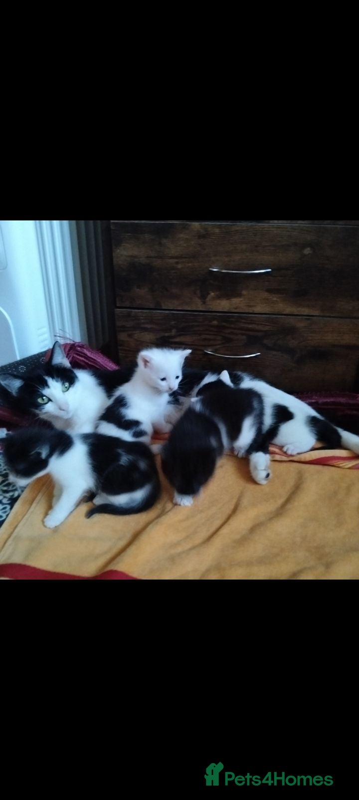 Mixed Breed cats Another litter of Lovely Kittens  - Advert 1