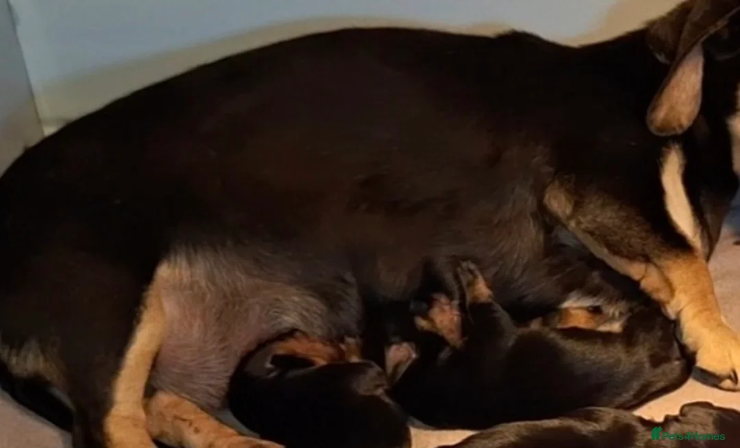 Miniature Dachshund dogs for sale: Beautiful Miniature Dachshund Puppies  - Advert 20