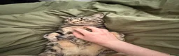 Mixed Breed cats for sale: Roger in Bognor Regis - Advert 6