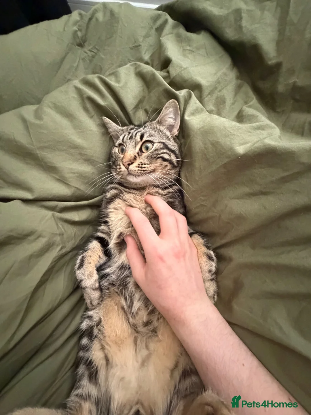 Mixed Breed cats for sale: Roger in Bognor Regis - Advert 6