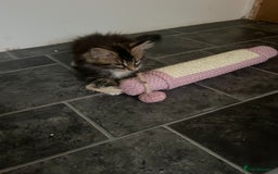 Maine Coon cats for sale: Gorgeous bundles of fluff n mischief  - Image 24
