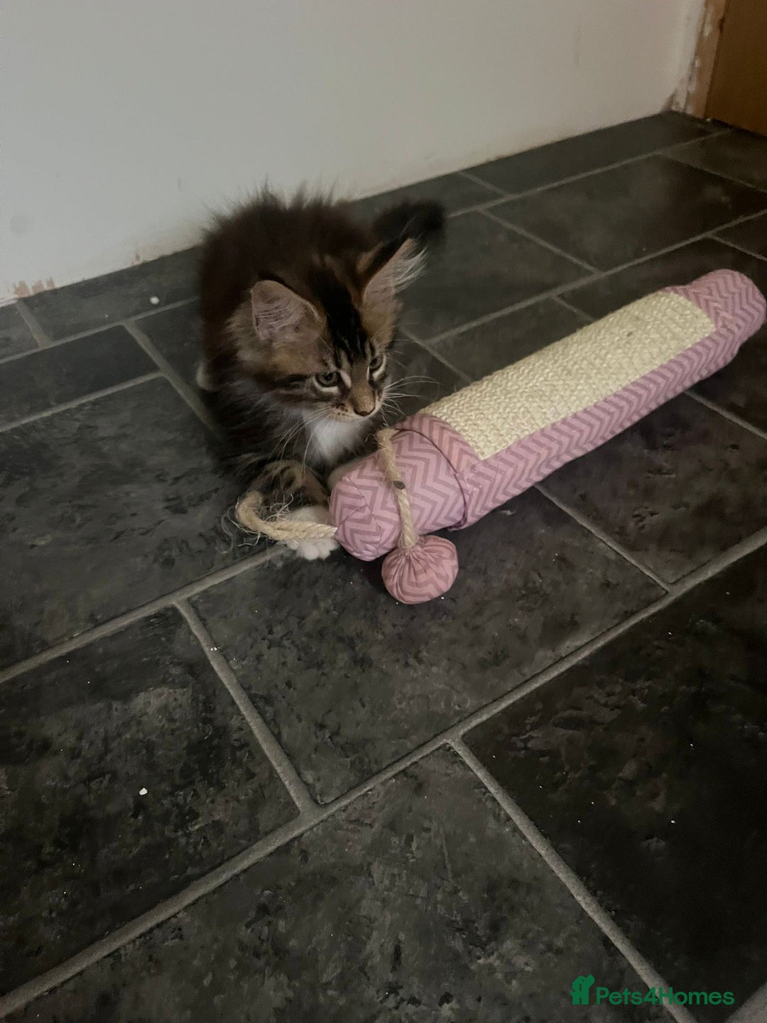 Maine Coon cats for sale: Gorgeous bundles of fluff n mischief  - Image 24