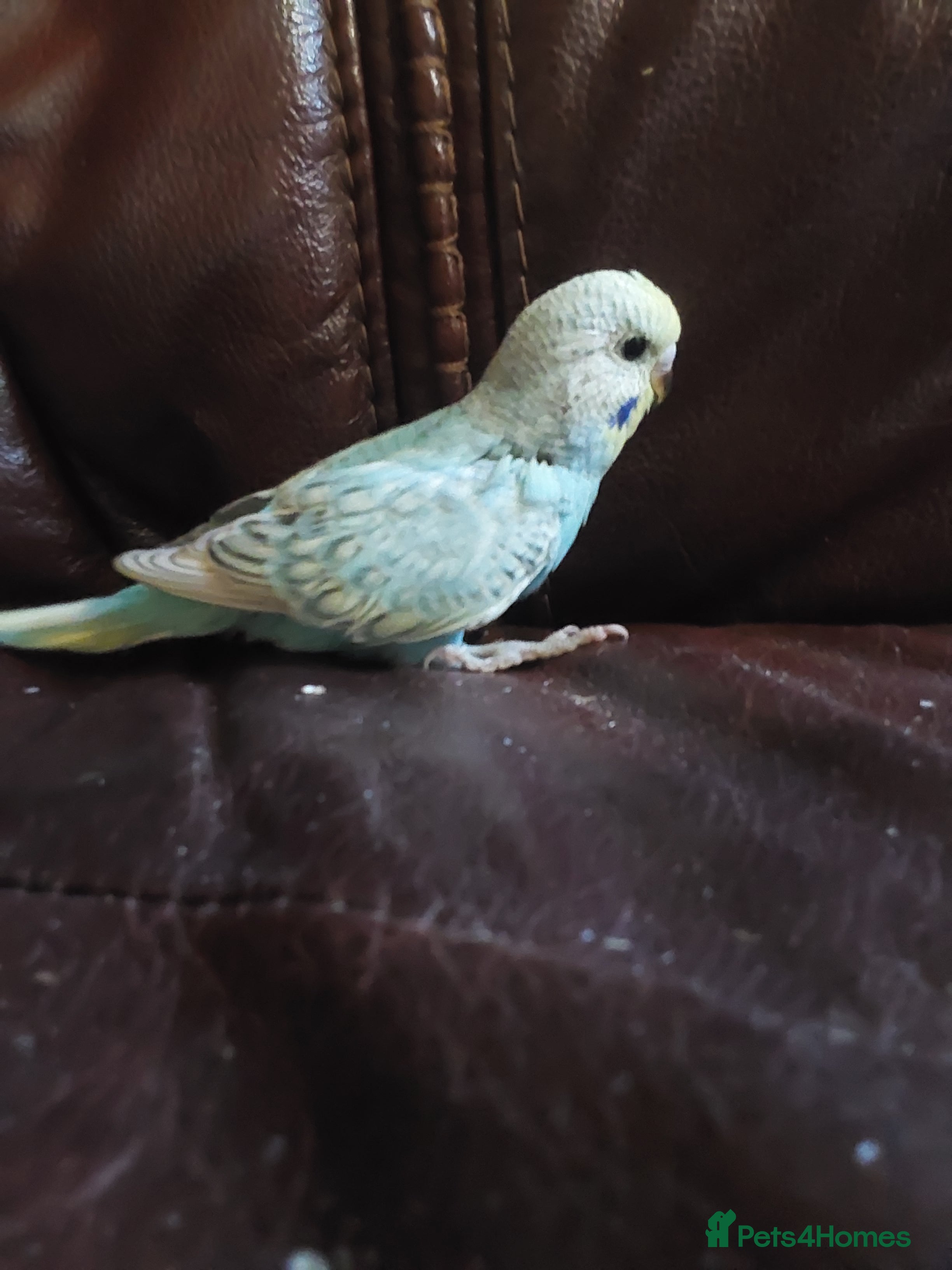 Budgerigars birds Baby Budgies 5 weeks old ready in 1 week. - Advert 12