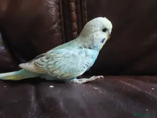 Budgerigars birds Baby Budgies 5 weeks old ready in 1 week. - Advert 12