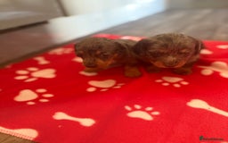 Miniature Dachshund dogs for sale: 5 playful miniature dachshund - Image 12