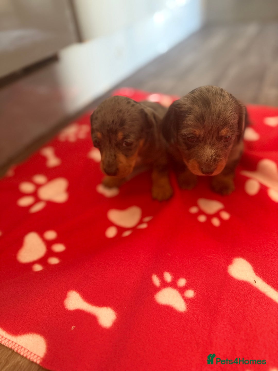 Miniature Dachshund dogs for sale: 5 playful miniature dachshund - Image 12