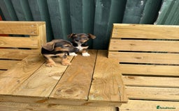 Jack Russell dogs for sale: Jack Russell puppies  - Image 10