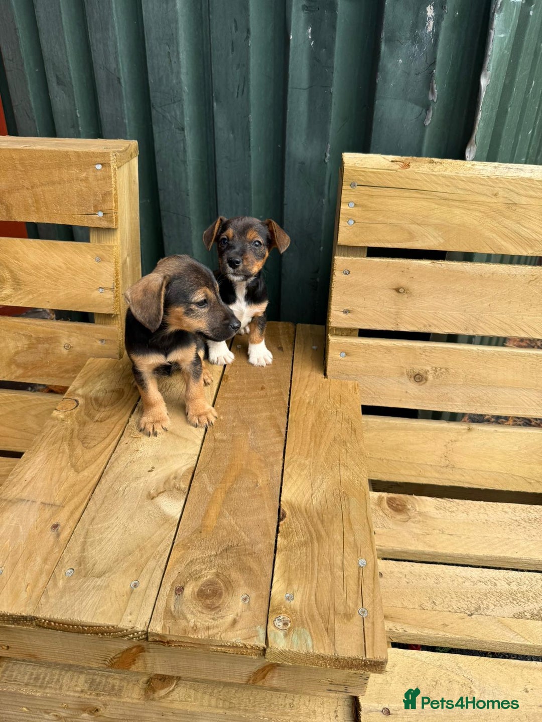 Jack Russell dogs for sale: Jack Russell puppies  - Image 10