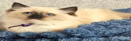 Ragdoll cats for sale: Tica reg seal mitted ragdoll imperial and gc lines in Birkenhead - Advert 14