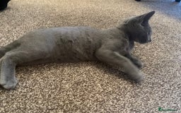 Russian Blue cats for sale: 13 weeks old Russian Blue (male) - Image 10
