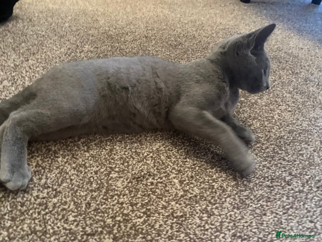 Russian Blue cats for sale: 13 weeks old Russian Blue (male) - Image 10