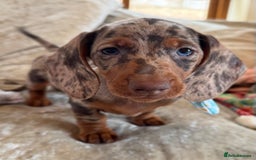 Miniature Dachshund dogs for sale: ❤️🐾💫 Outstanding Miniature Dachshunds 🐾❤️💫 - Image 1