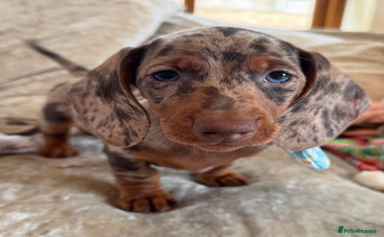 Miniature Dachshund dogs - Advert 14