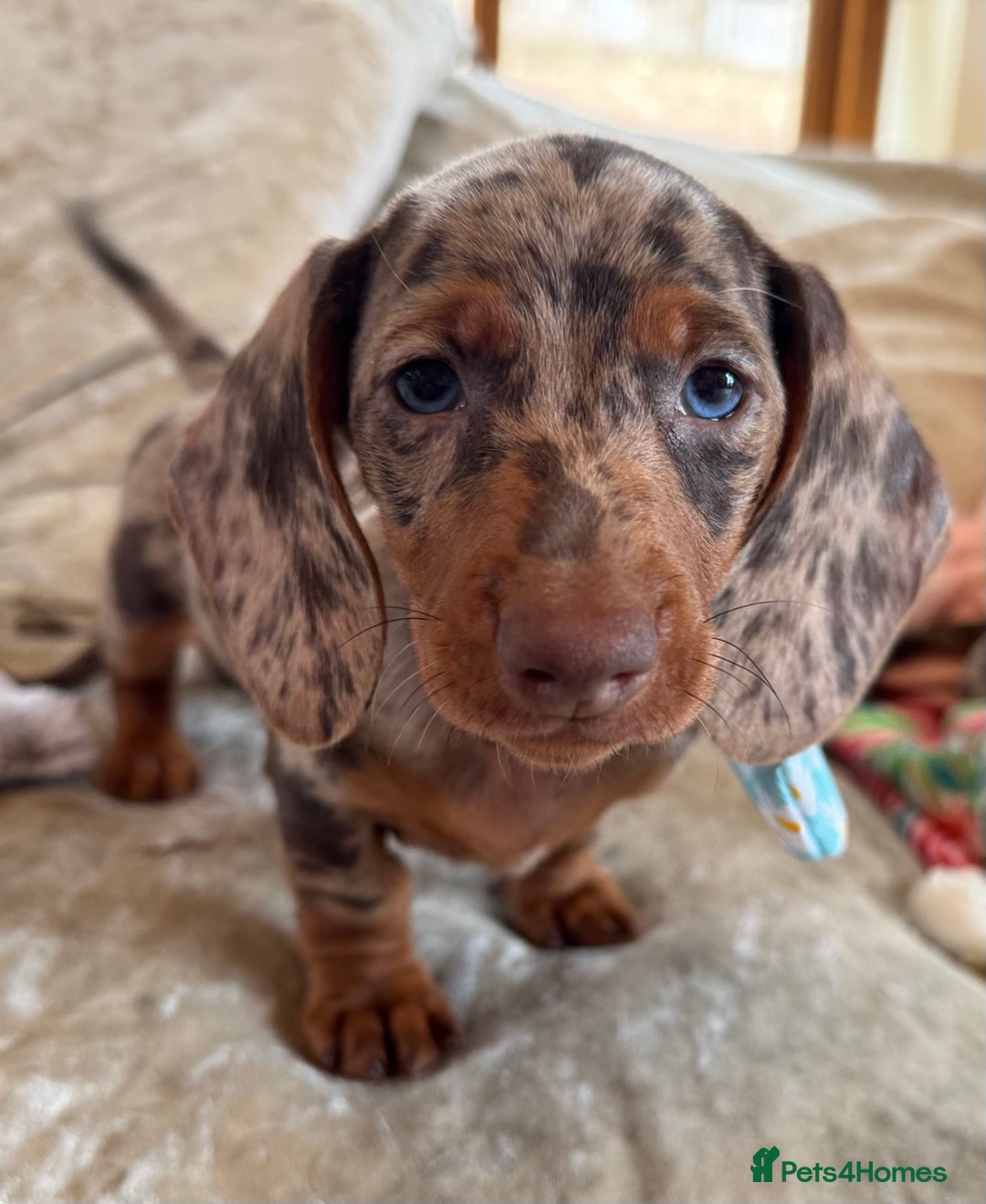 Miniature Dachshund dogs for sale: ❤️🐾💫 Outstanding Miniature Dachshunds 🐾❤️💫 - Image 1