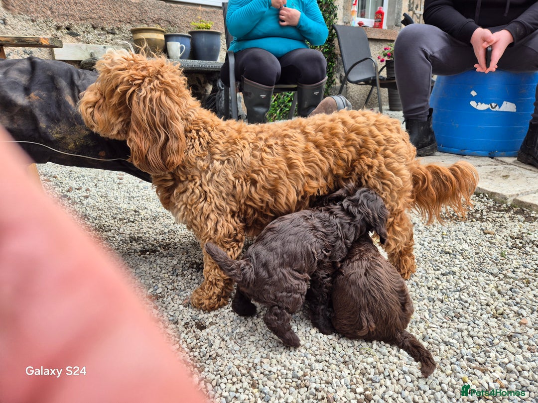 Cockapoo dogs for sale: Gorgeous Cockapoo puppies  - Image 6