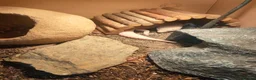 Gecko reptiles for sale: Leopard gecko  in Rowley Regis - Advert 2