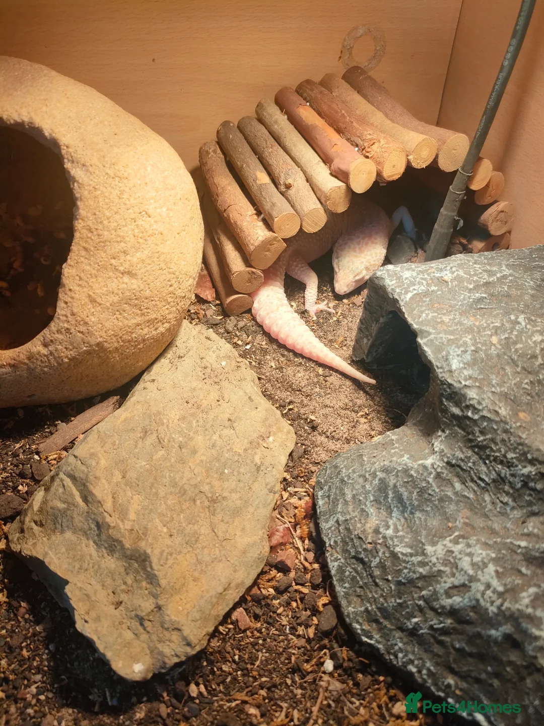 Gecko reptiles for sale: Leopard gecko  in Rowley Regis - Advert 2