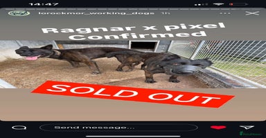 Belgian Shepherd Dog dogs - Advert 16