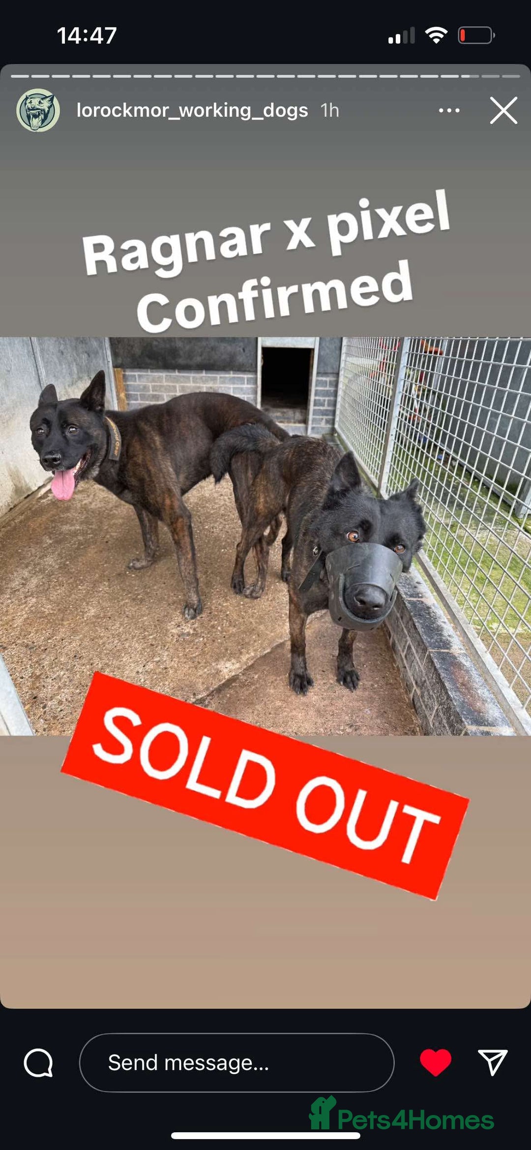 Belgian Shepherd Dog dogs for sale: Dutch Shepherd puppy  - Image 3