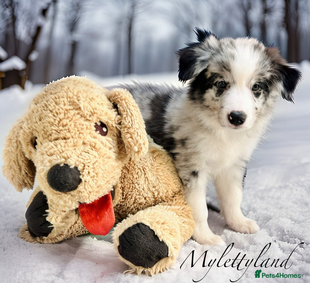 Border Collie dogs for sale: 5⭐️breeder KC DNA tested champions border collie  - Advert 15