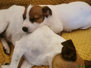 Jack Russell dogs Male jack russell terrier pup - Advert 1