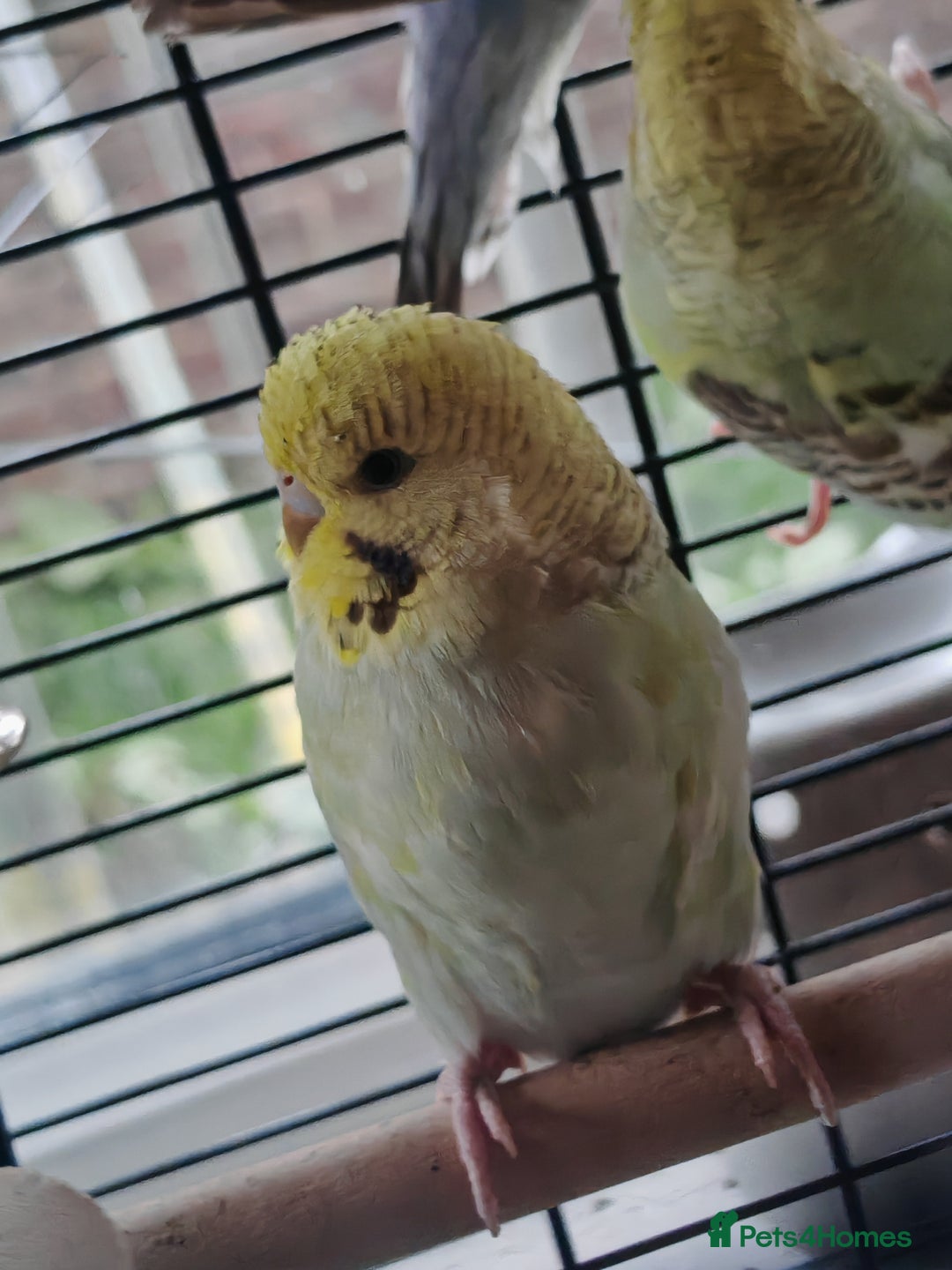 Budgerigars birds for sale: Budgies  - Image 2