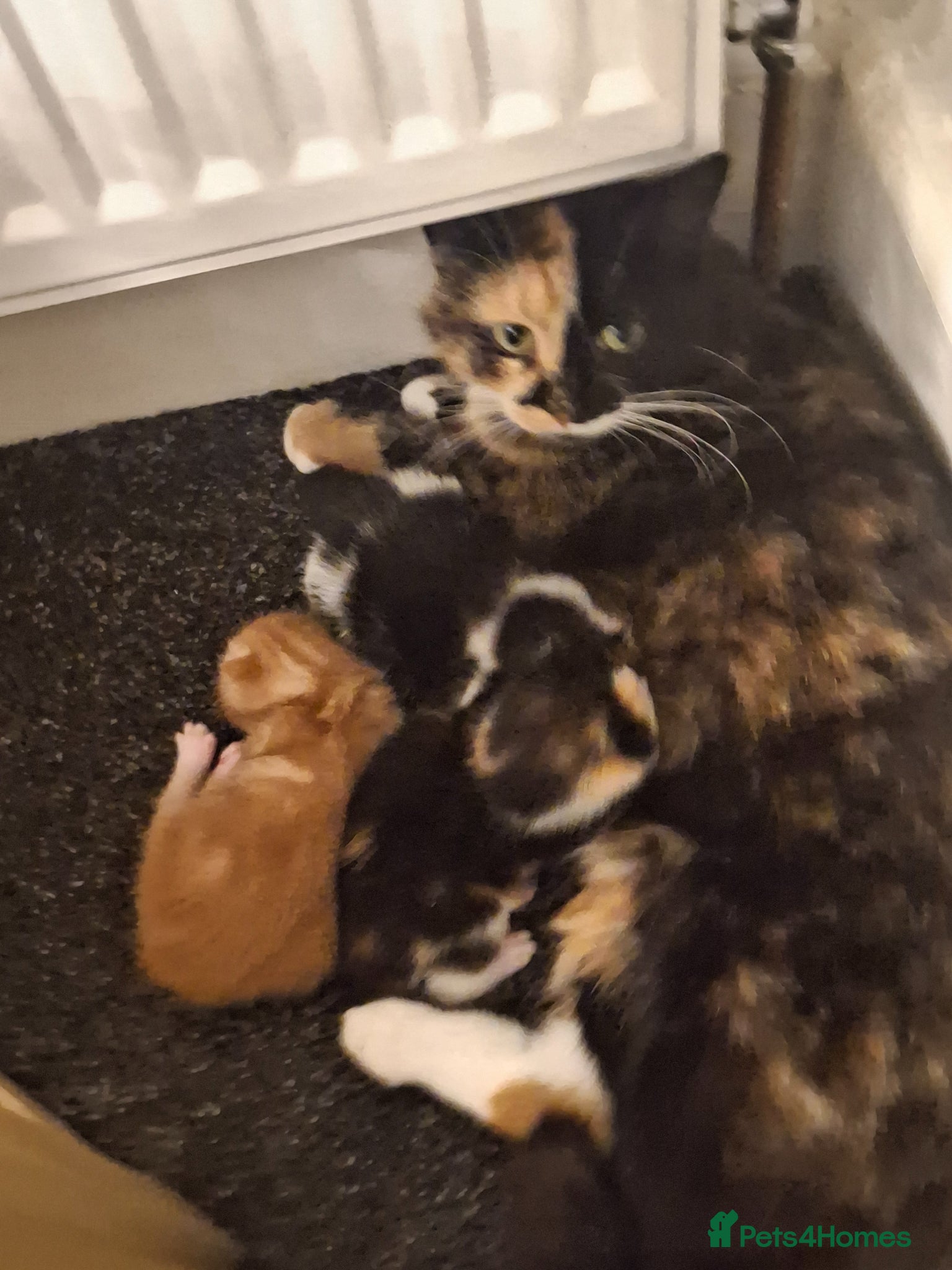Mixed Breed cats 3 little kittens  - Advert 1