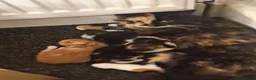Mixed Breed cats for sale: 3 little kittens  - Advert 2