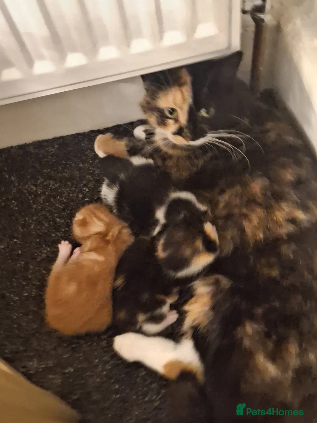 Mixed Breed cats for sale: 3 little kittens  - Advert 2