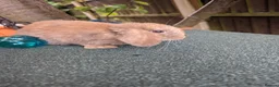 Mini Lop rabbits for sale: Mini lops - lionheads - re **   - Advert 4
