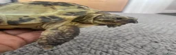 Tortoise reptiles for sale: Horsefield Tortoise 🐢  - Advert 6