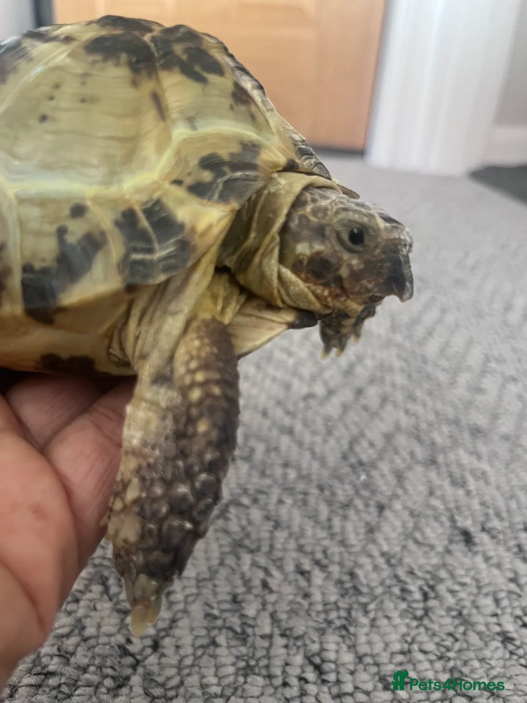 Tortoise reptiles for sale: Horsefield Tortoise 🐢  - Advert 6
