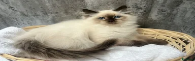 Siberian 1 Orange collar 
