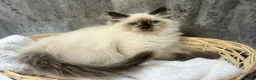 Siberian cats for sale: 💙💙Stunning GCCF Reg Siberian Babies💙💙 - Advert 8