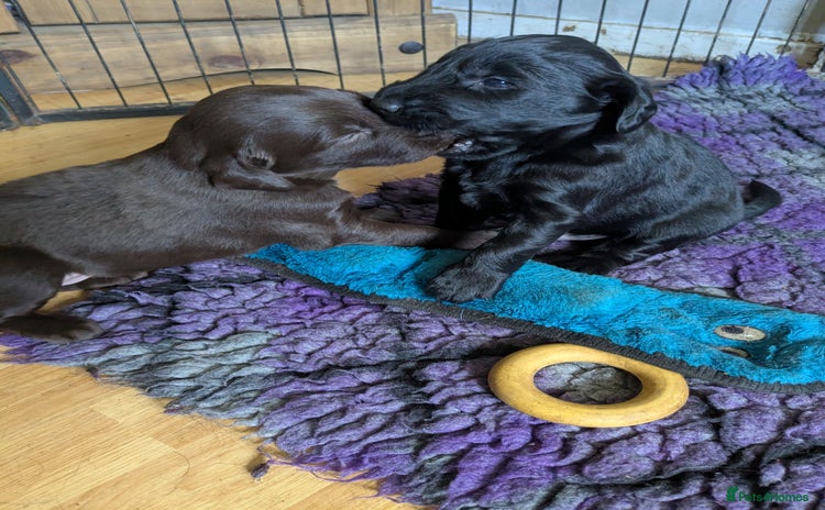 Flat coated Retriever dogs - Advert 1