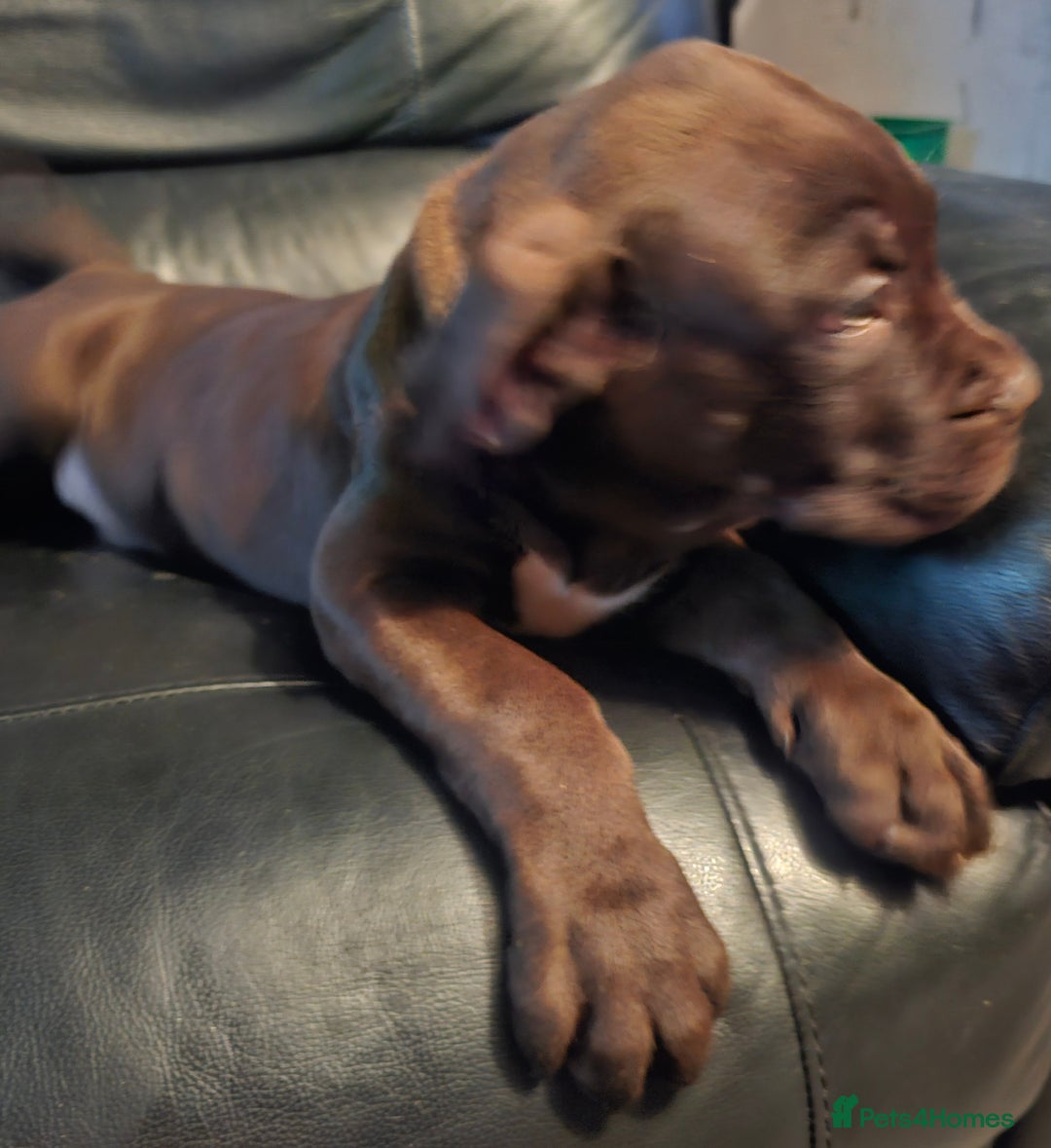 Mastiff dogs for sale: Mastiff Hybrids  - Image 6