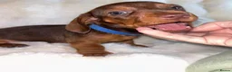 Dachshund dogs for sale: Mini daxi in Bridgend - Advert 10