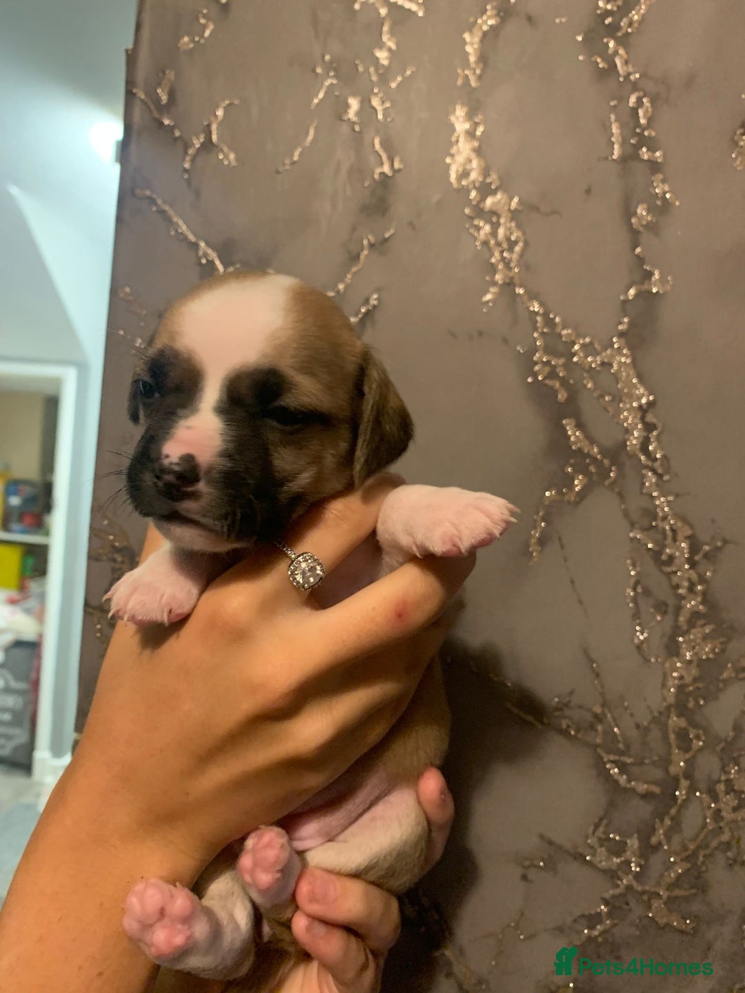 Jug dogs for sale: Beautiful litter of jack russle x jug - Image 13