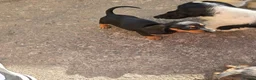 Miniature Dachshund dogs for sale: Only 1 stunning Mini Dachund left - Advert 6