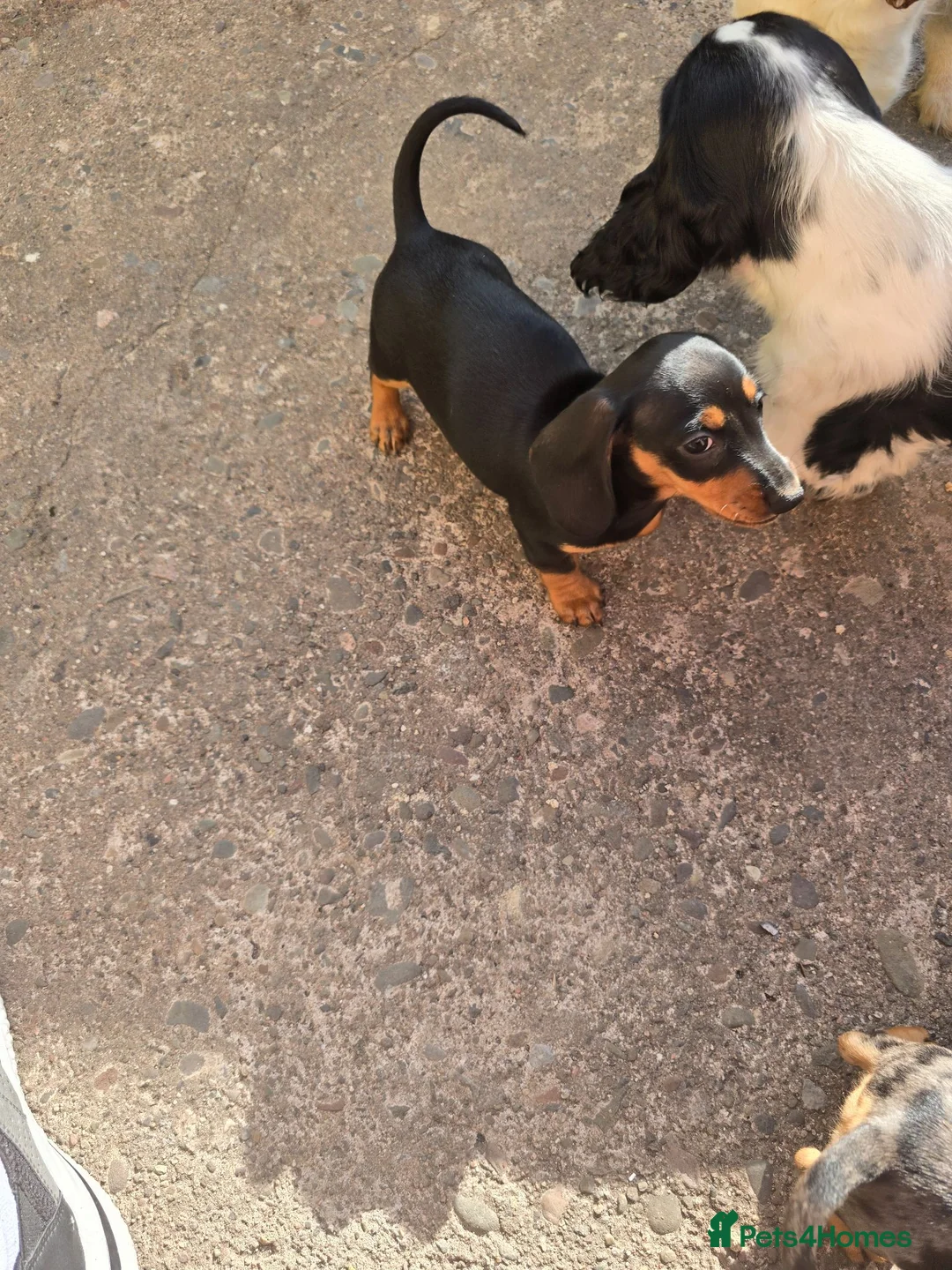Miniature Dachshund dogs for sale: Only 1 stunning Mini Dachund left - Advert 6