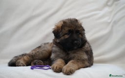 German Shepherd dogs for sale: German Shepherd Puppies - Image 32