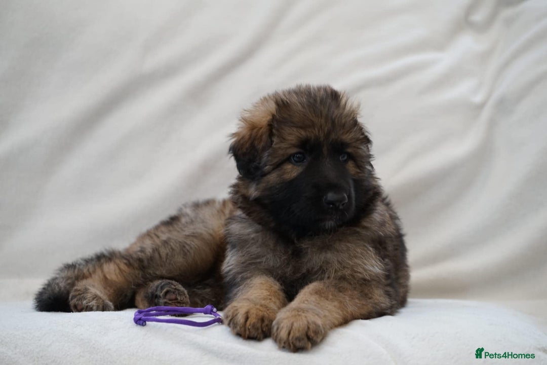 German Shepherd dogs for sale: German Shepherd Puppies - Image 32