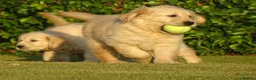 Golden Retriever dogs for sale: Golden Retriever Puppies in Armagh - Advert 13