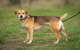 Japanese Shiba Inu dogs for adoption: Kyoto, 1 yr old female Shiba Inu X for adoption - Image 4