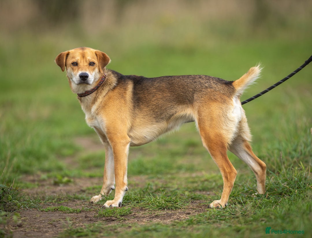 Japanese Shiba Inu dogs for adoption: Kyoto, 1 yr old female Shiba Inu X for adoption - Image 4