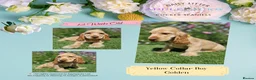 Cocker Spaniel dogs for sale: Pedigree Golden Cocker Spaniel pups - Advert 14